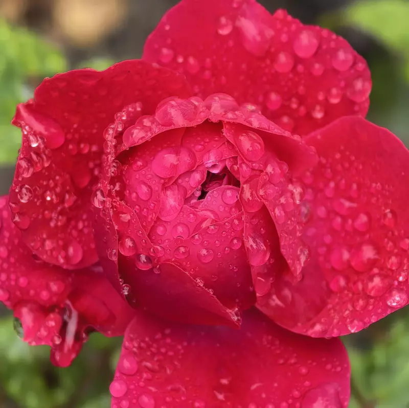 Tapтaлeтки & Ко