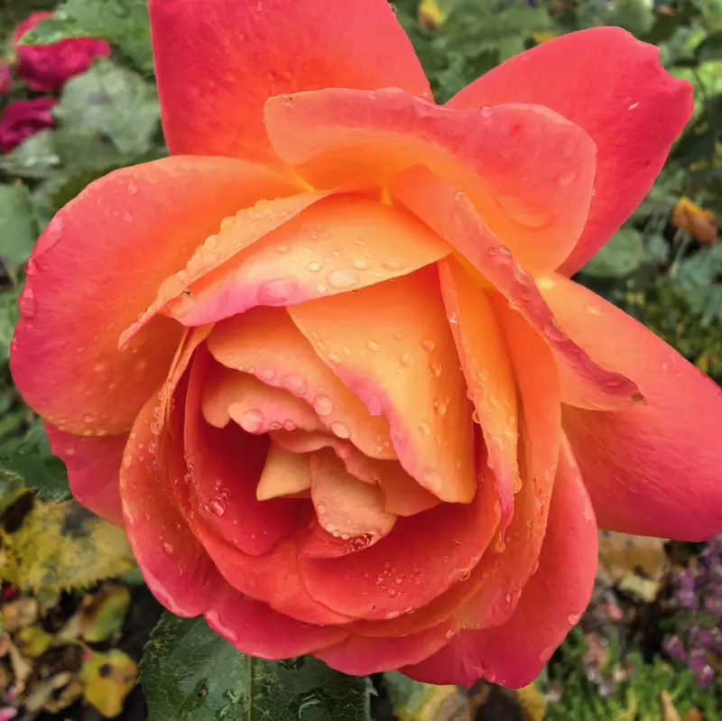 Tapтaлeтки & Ко