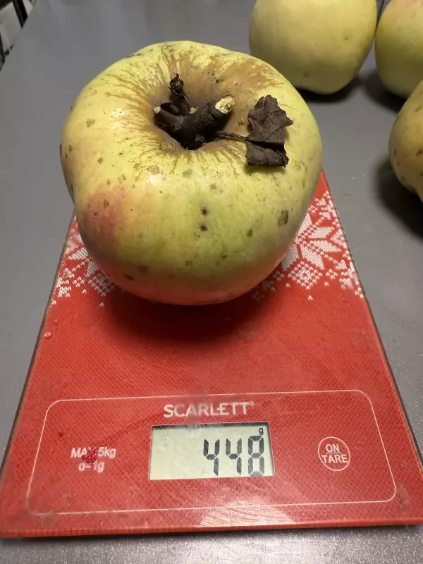 Про всё на свете с Гюзелью