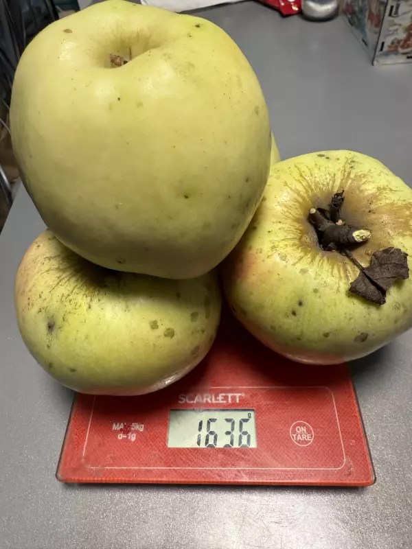 Про всё на свете с Гюзелью