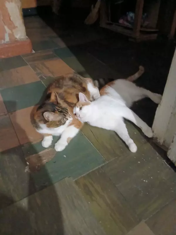 Кто сказал "Мяу"?