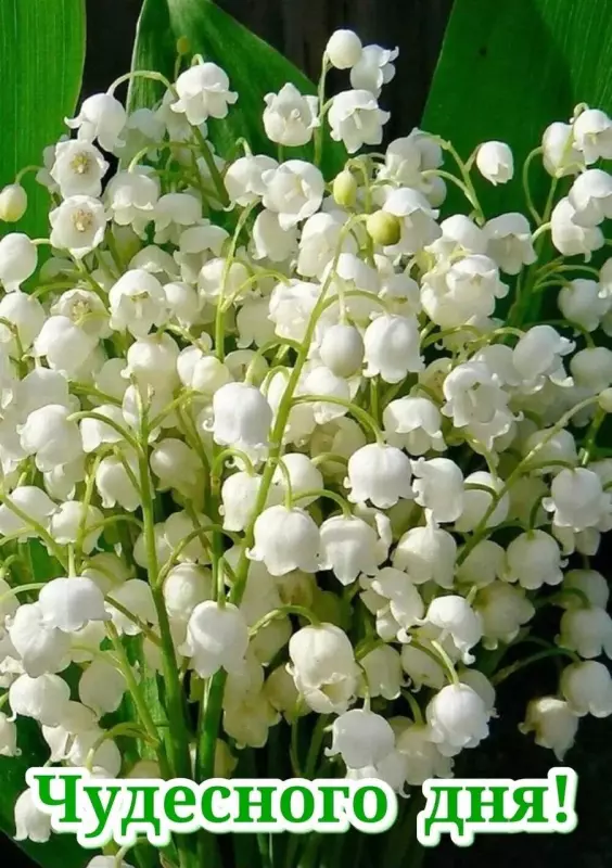 Кафе "У пани Сони"