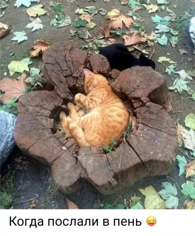 Кафе "У пани Сони"
