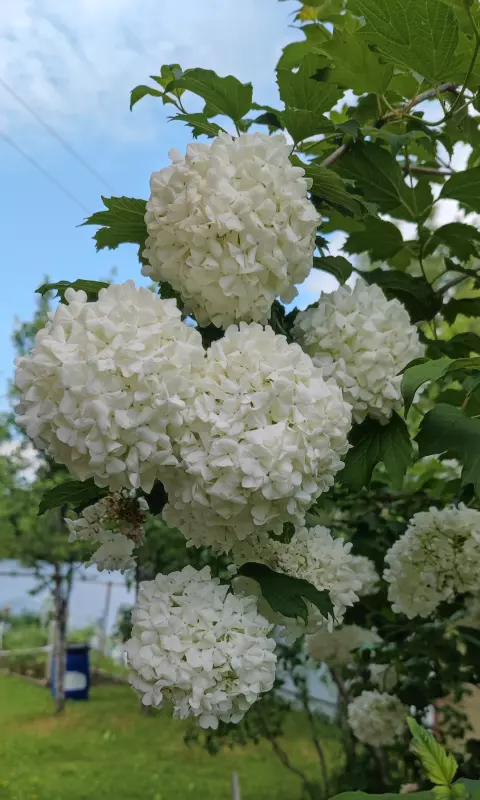 Кафе "У пани Сони"