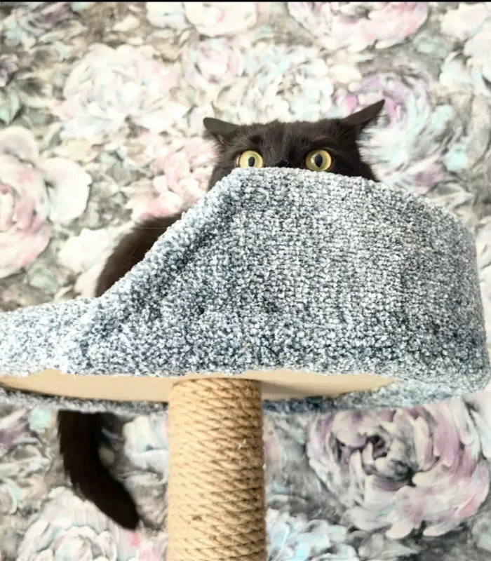 Tapтaлeтки & Ко