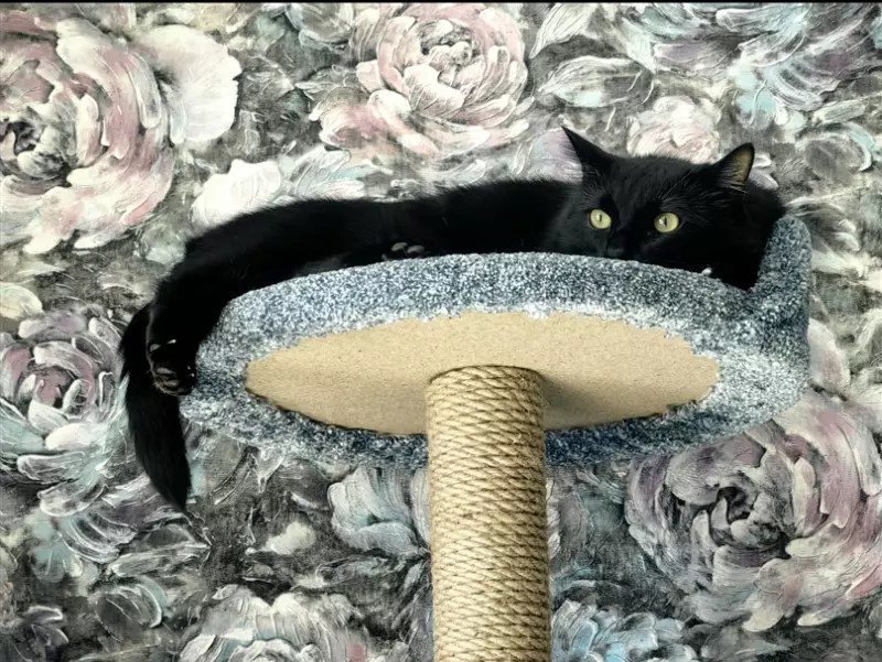 Tapтaлeтки & Ко