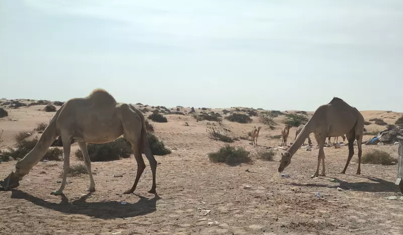 Tapтaлeтки & Ко