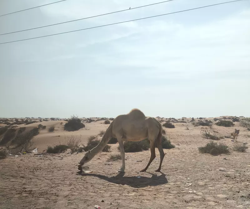 Tapтaлeтки & Ко