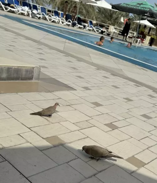 Tapтaлeтки & Ко