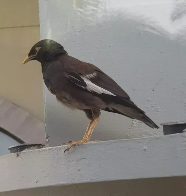 Tapтaлeтки & Ко