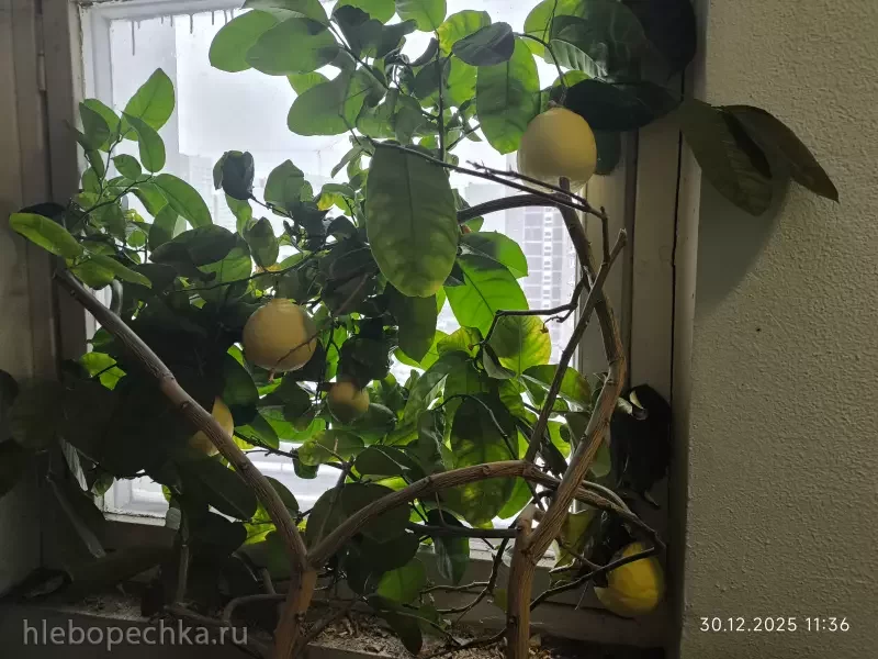 Tapтaлeтки & Ко