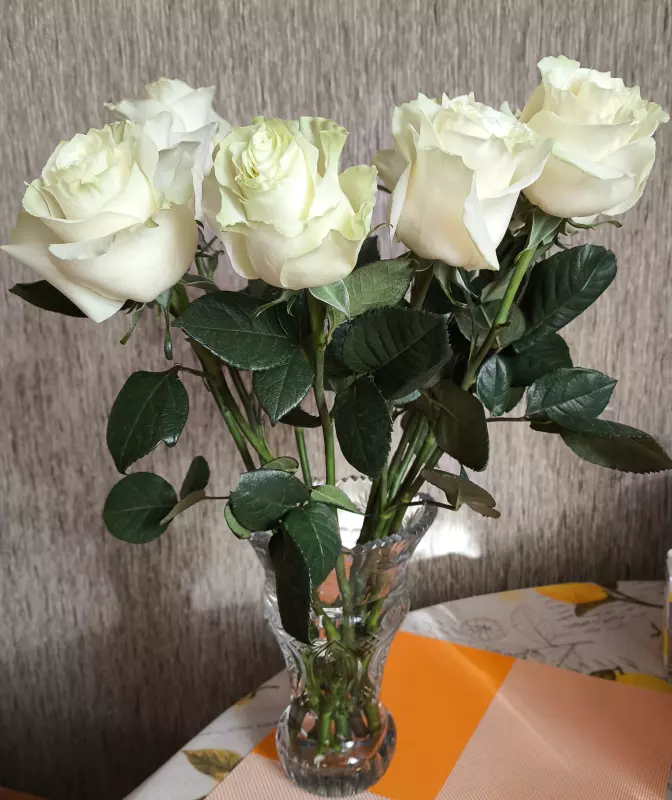 Tapтaлeтки & Ко
