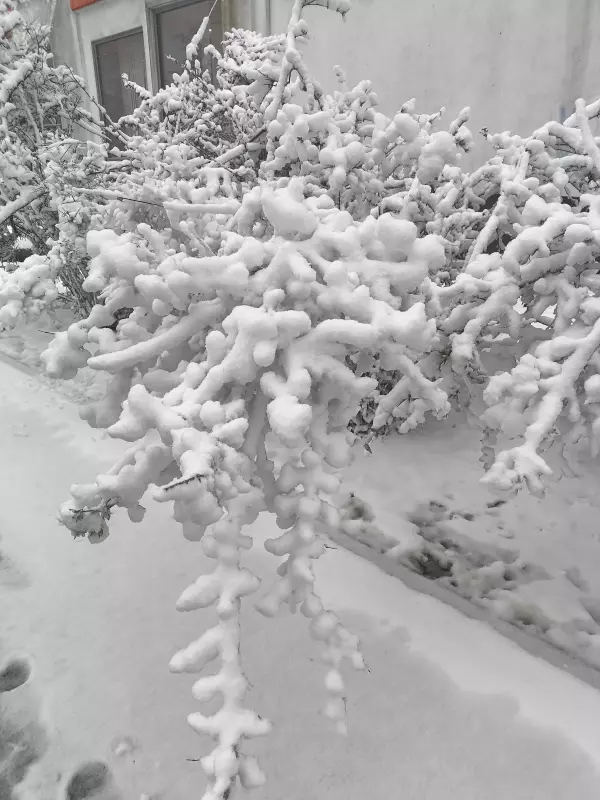 Tapтaлeтки & Ко