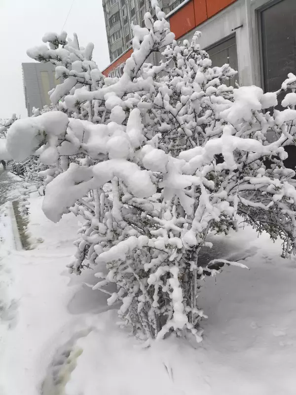 Tapтaлeтки & Ко