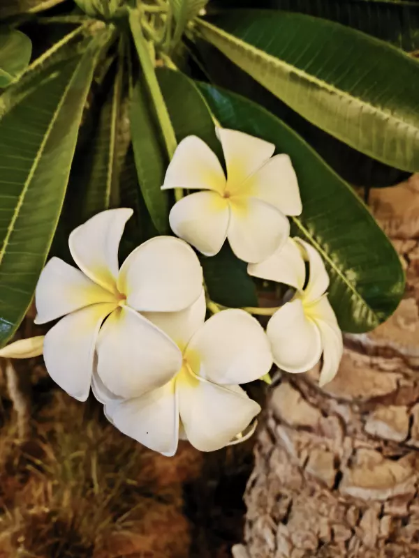 Tapтaлeтки & Ко