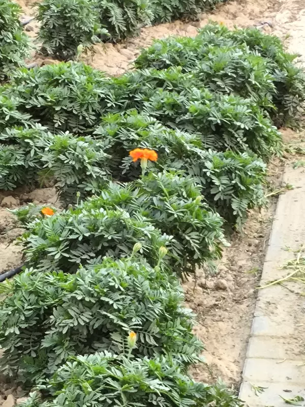 Tapтaлeтки & Ко