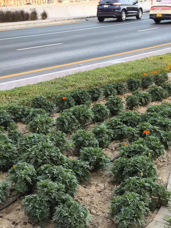 Tapтaлeтки & Ко