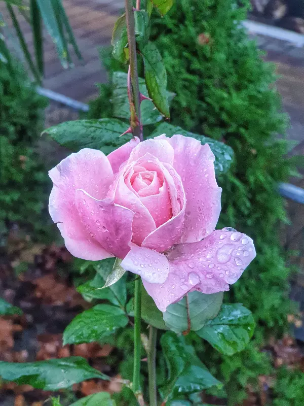 Фотонастроение