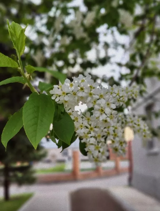 Фотонастроение