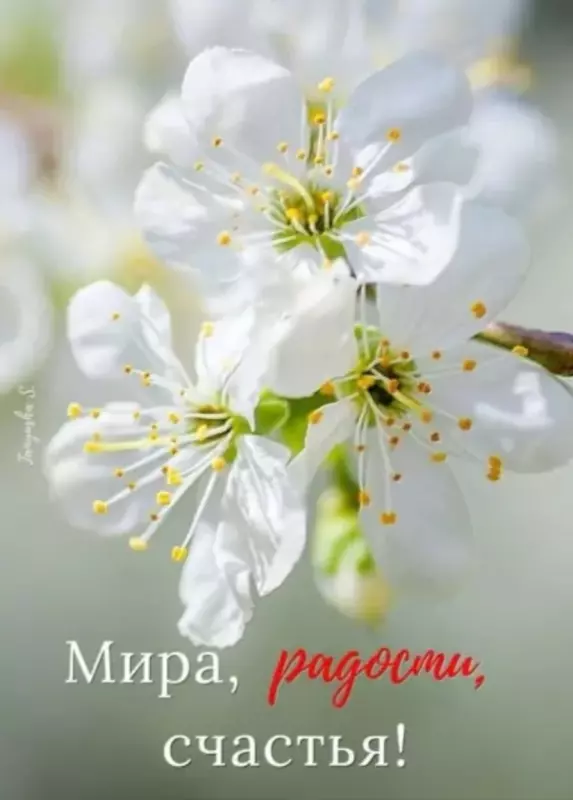 Кто имеет опыт покупки товаров на Wildberries?