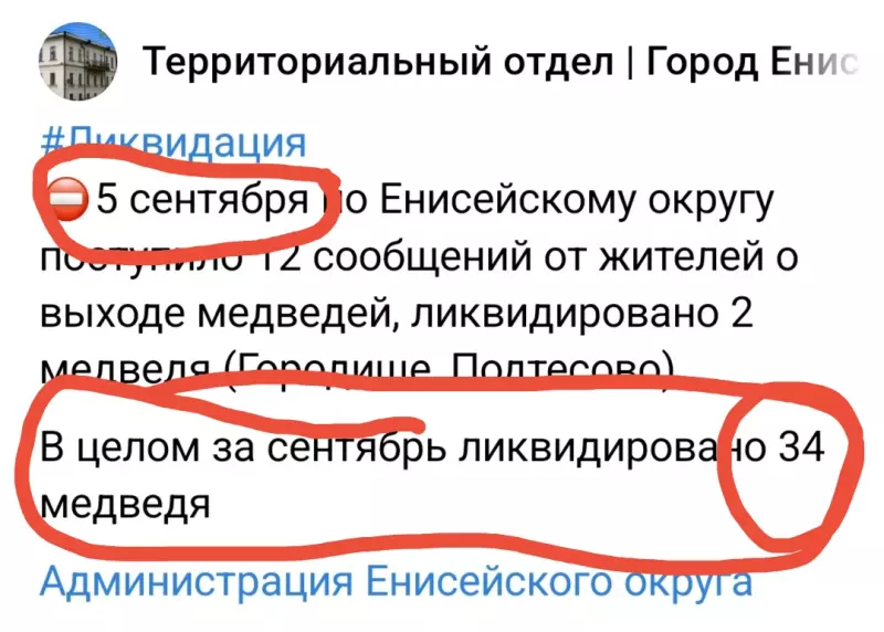 Нашествие медведей