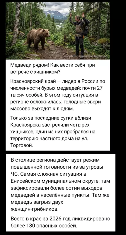 Нашествие медведей