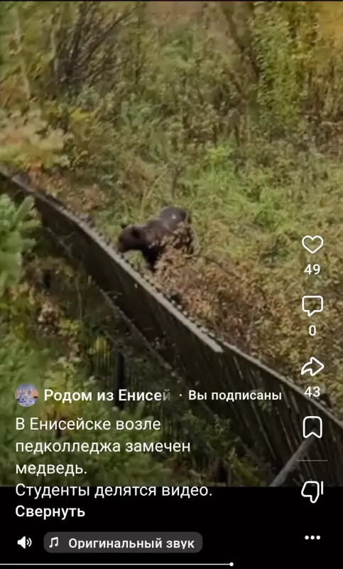 Нашествие медведей