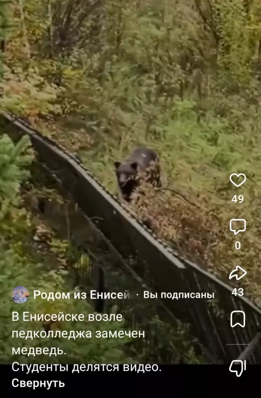 Нашествие медведей