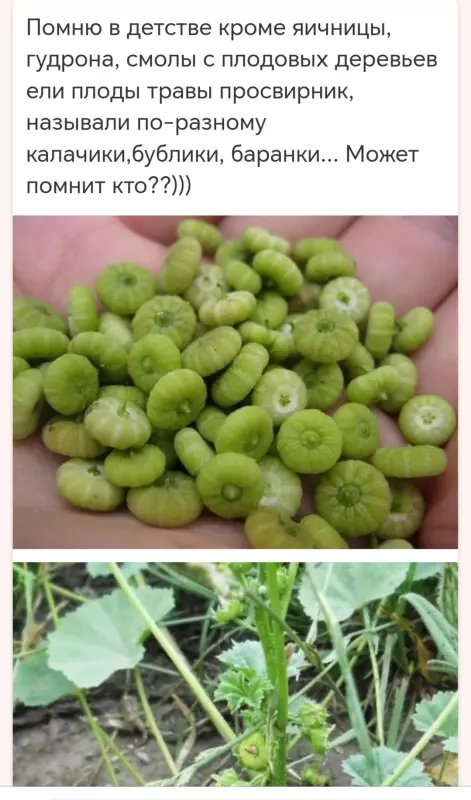 Что мы ели в детстве на улице