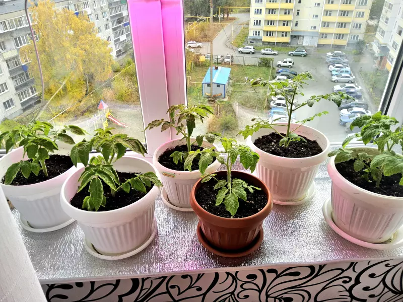 Сад и огород на балконе и подоконнике