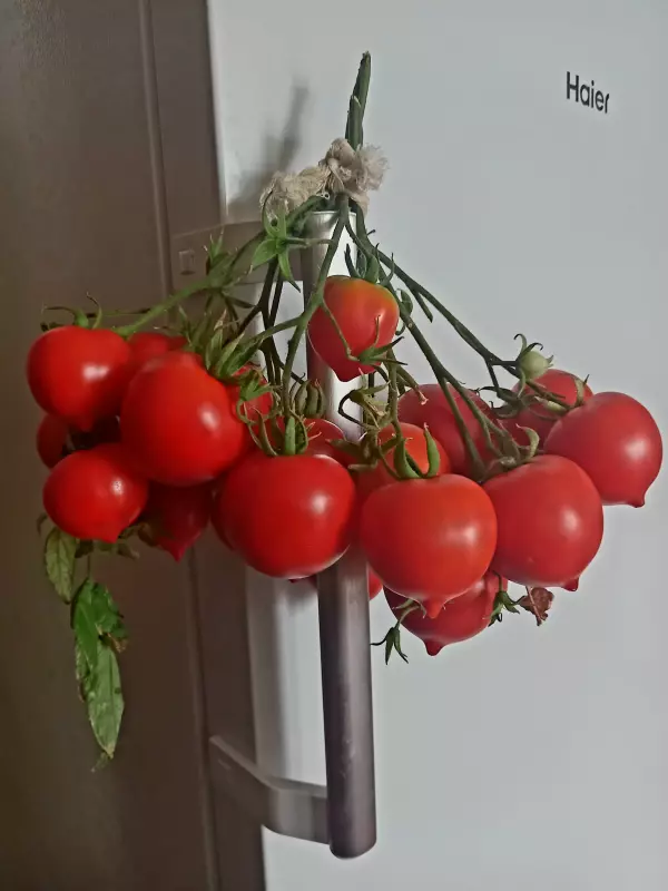 Сажаем, растим, собираем урожай…