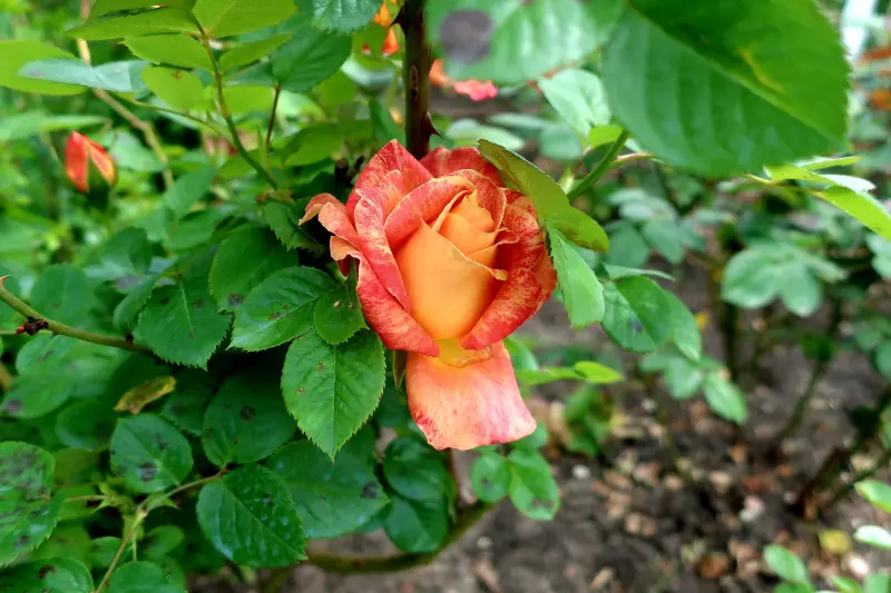 Чайная беседка