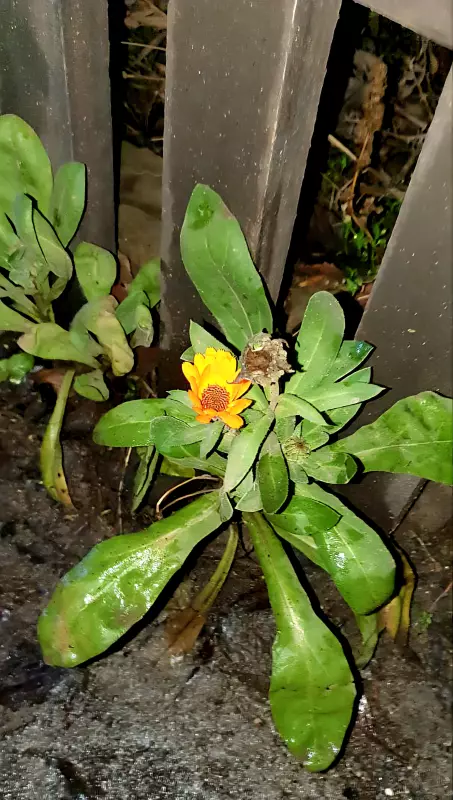 Чайная беседка