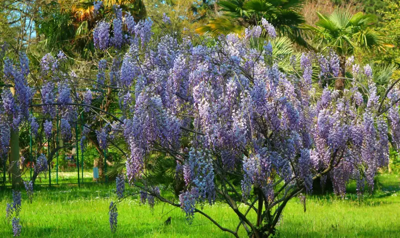 Чайная беседка