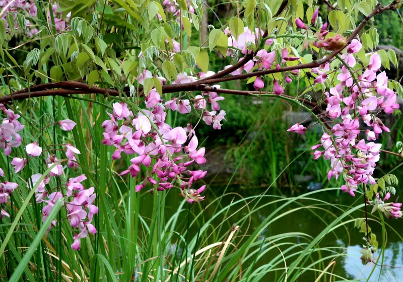 Чайная беседка