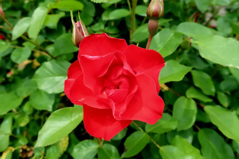 /Чайная беседка