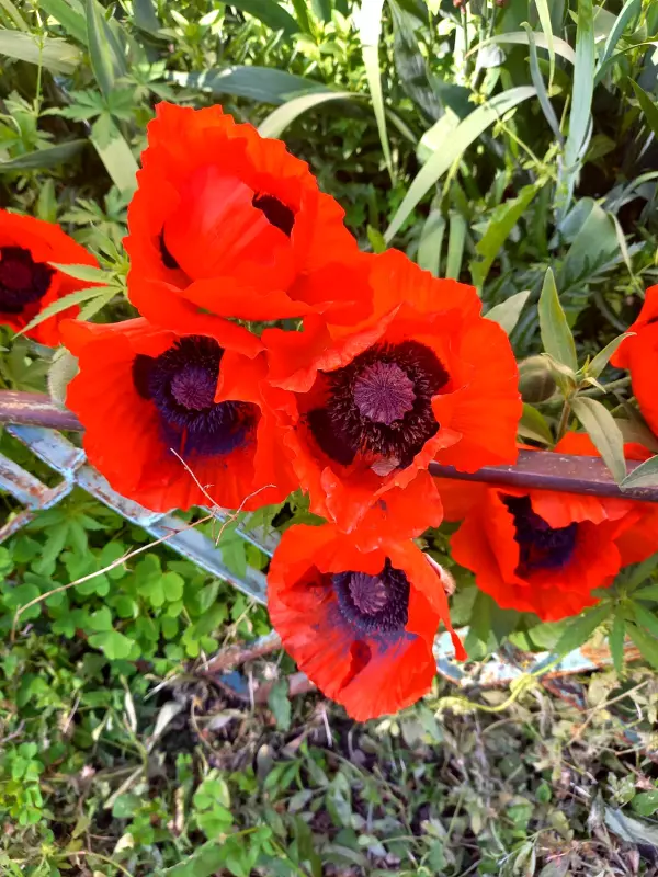 Чайная беседка