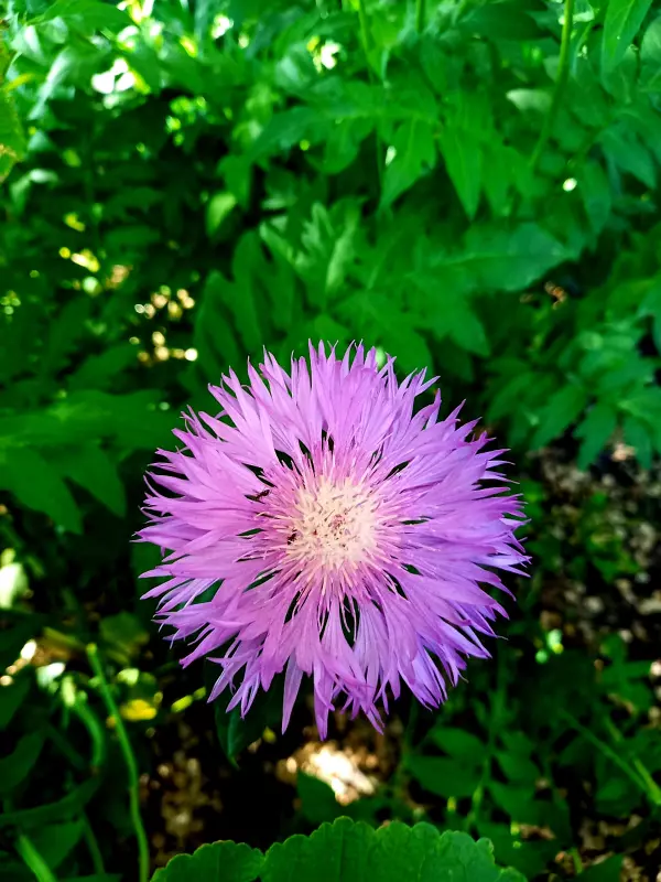 Чайная беседка