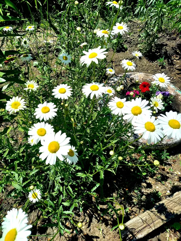 Чайная беседка