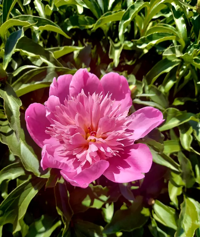 Чайная беседка