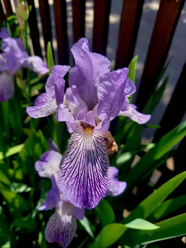 Чайная беседка