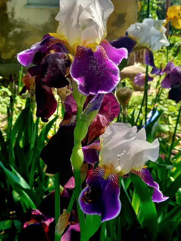 Чайная беседка