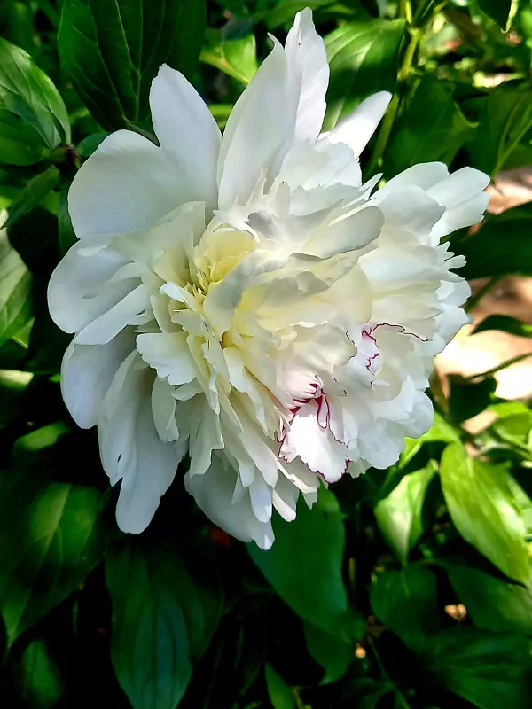 Чайная беседка