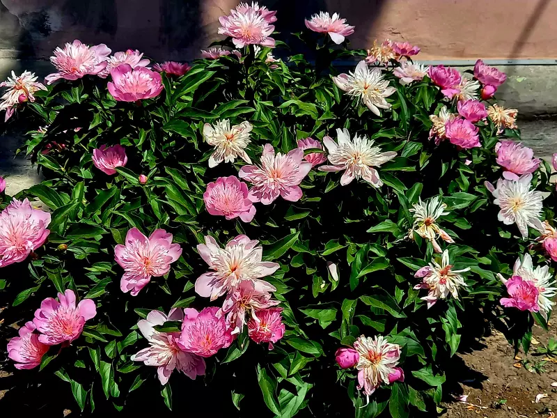 Чайная беседка