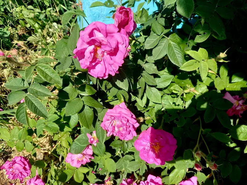 Чайная беседка