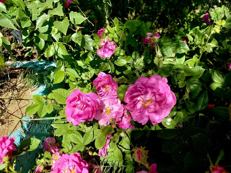 Чайная беседка