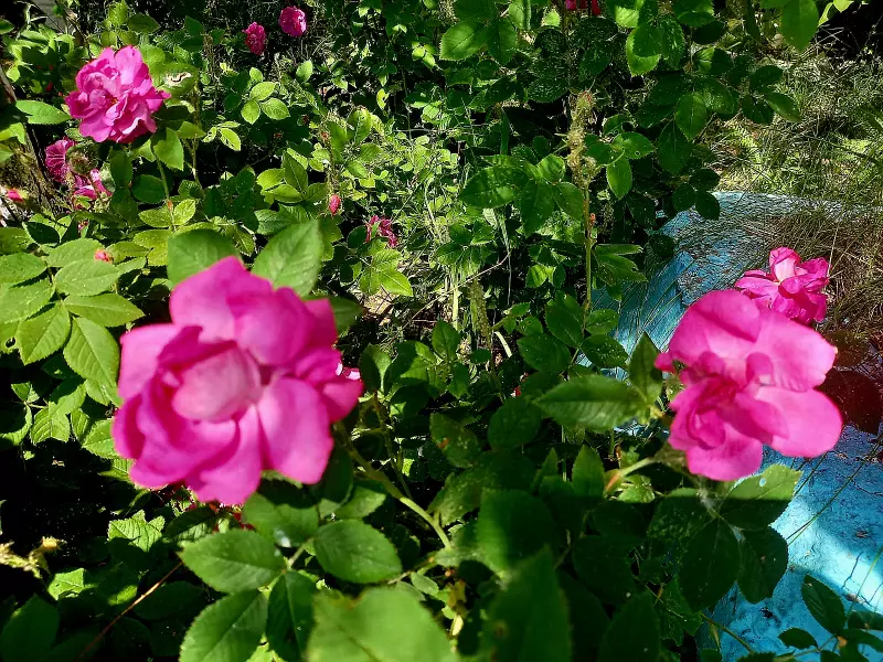 Чайная беседка