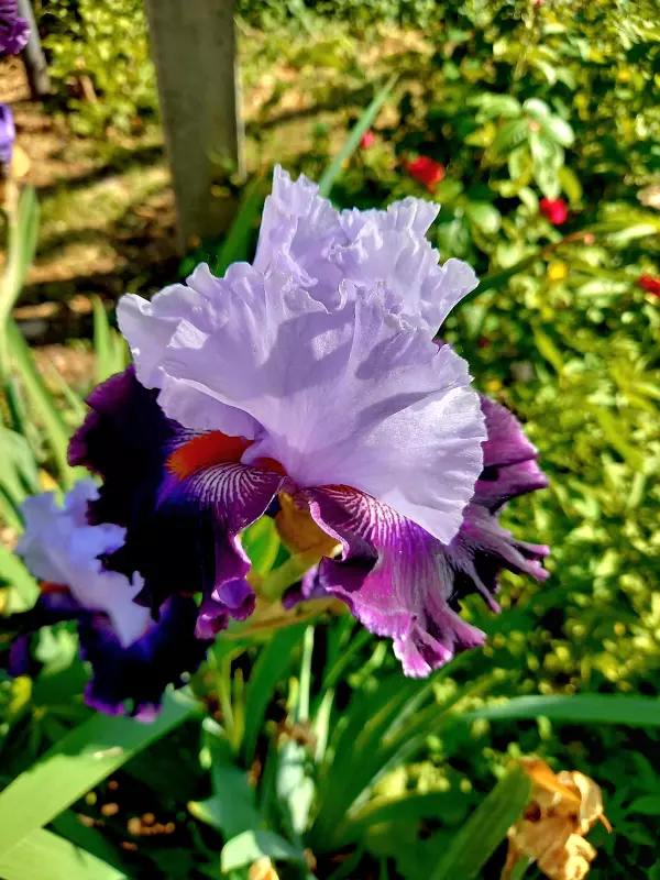 Чайная беседка