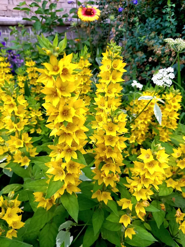 Чайная беседка