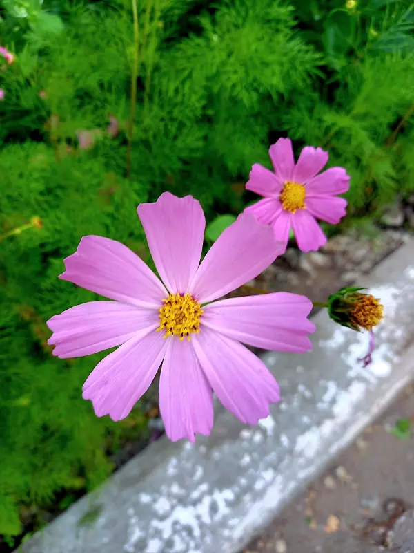 Чайная беседка